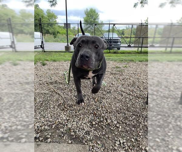 Medium Photo #1 American Pit Bull Terrier Puppy For Sale in Aurora, IL, USA