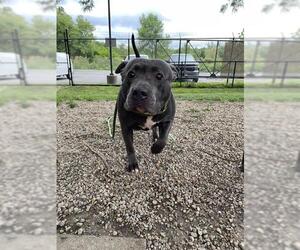 American Pit Bull Terrier Dogs for adoption in Aurora, IL, USA