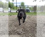 Small American Pit Bull Terrier