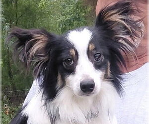 Papillon-Unknown Mix Dogs for adoption in Wheaton, IL, USA