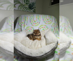 Pomeranian Puppy for sale in COOKEVILLE, TN, USA