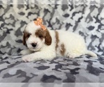 Small #6 Cavapoo (Miniature)