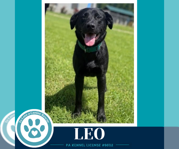 Medium Photo #2 Labrador Retriever-Unknown Mix Puppy For Sale in Kimberton, PA, USA