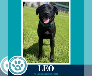 Leo (The L Train) 100326 - Male Labrador Retriever-Unknown Mix Dog for Adoption - Photo #2