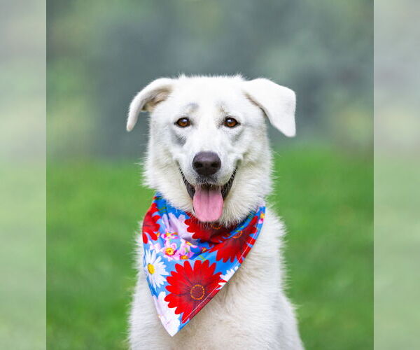 Medium Photo #10 Great Pyrenees-Unknown Mix Puppy For Sale in Unionville, PA, USA