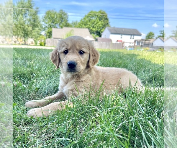 Medium Photo #17 Golden Retriever Puppy For Sale in GREENFIELD, IN, USA
