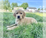 Puppy Glimmer Golden Retriever
