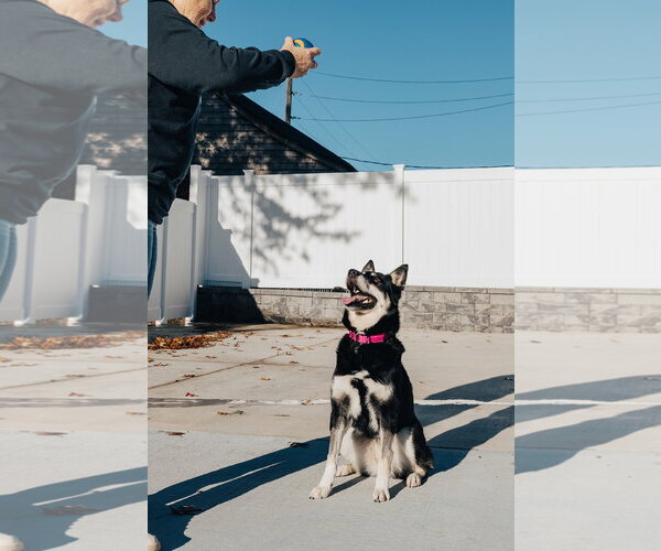 Medium Photo #6 Australian Shepherd-Unknown Mix Puppy For Sale in Lancaster, PA, USA