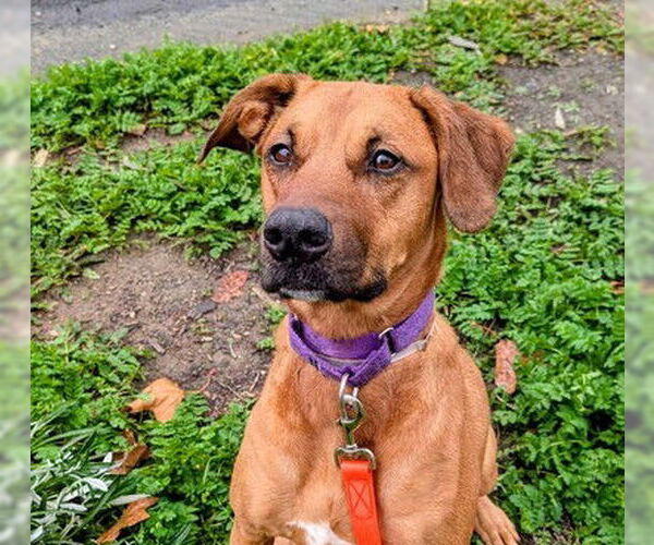 Medium Photo #2 Rhodesian Ridgeback-Unknown Mix Puppy For Sale in Martinez, CA, USA