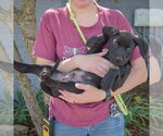 Small #3 American Staffordshire Terrier Mix