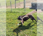 Small #2 American Bulldog-Siberian Husky Mix