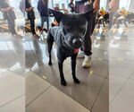 Small #2 Labrador Retriever Mix