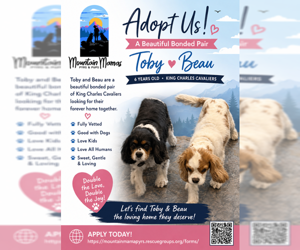 Medium Photo #2 Cavalier King Charles Spaniel Puppy For Sale in MIDWAY, UT, USA