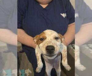 Mutt Dogs for adoption in San Antonio, TX, USA