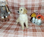 Small Photo #49 Golden Retriever Puppy For Sale in FALCON, CO, USA