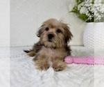 Small #3 Shorkie Tzu