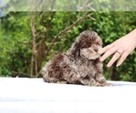 Small #22 ShihPoo