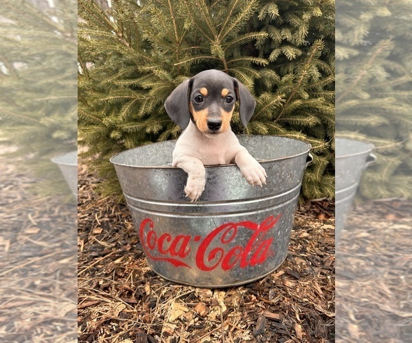Medium Photo #4 Dachshund Puppy For Sale in MIDDLEBURY, IN, USA