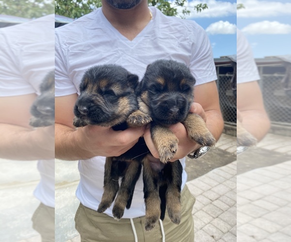 Medium Photo #3 German Shepherd Dog Puppy For Sale in MIAMI, FL, USA