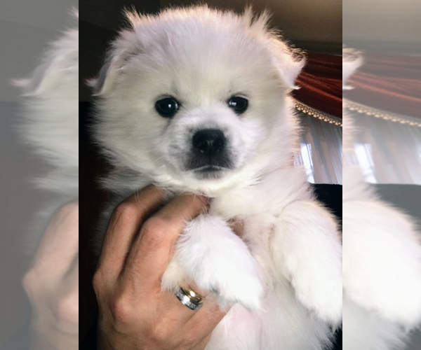 Medium Photo #1 American Eskimo Dog (Toy) Puppy For Sale in SARATOGA, CA, USA