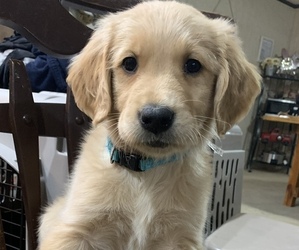 Golden Retriever Puppy for sale in NESCOPECK, PA, USA