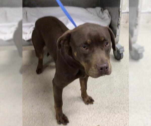 Medium Photo #1 Mutt Puppy For Sale in Riverside, CA, USA