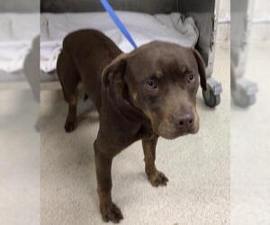 Mutt Dogs for adoption in Riverside, CA, USA