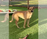 Small #1 Mutt
