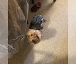 Small Photo #1 Yorkshire Terrier Puppy For Sale in BRONX, NY, USA