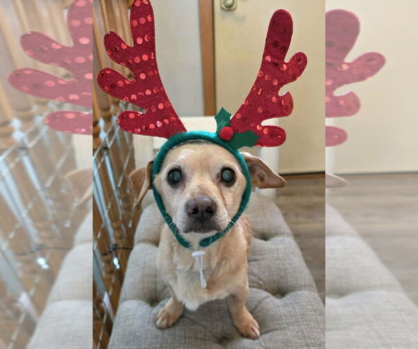 Medium Photo #2 Dachshund-Unknown Mix Puppy For Sale in Plymouth, MN, USA