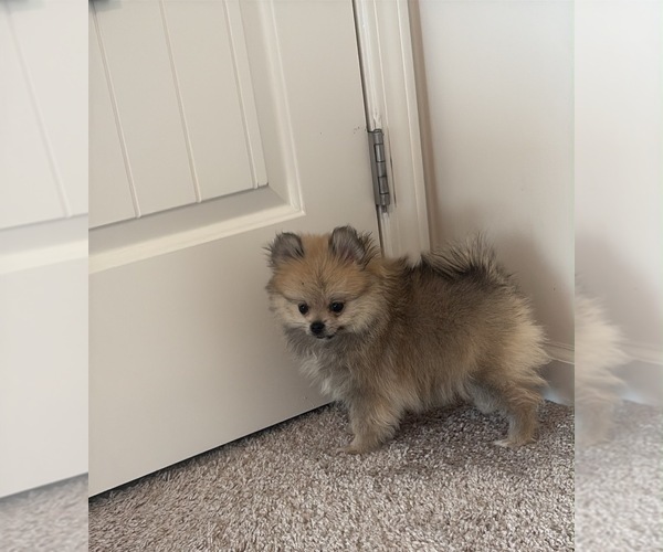 Medium Photo #10 Pomeranian Puppy For Sale in OAKWOOD, GA, USA