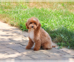 Small #3 Poodle (Miniature)