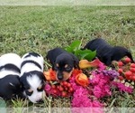 Small Photo #14 Dachshund Puppy For Sale in CHOCTAW, OK, USA