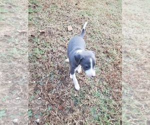 Italian Greyhound Puppy for sale in NESBIT, MS, USA