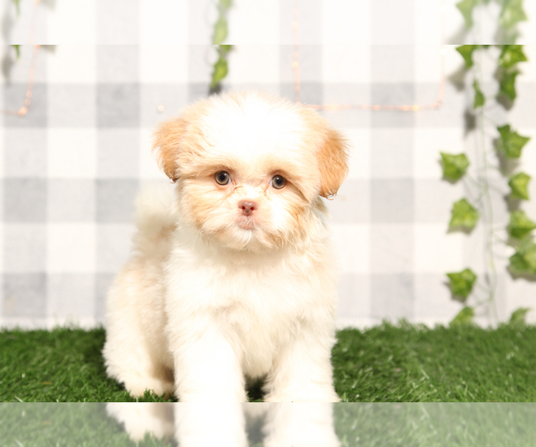 Medium Photo #1 Shih Tzu Puppy For Sale in MARIETTA, GA, USA