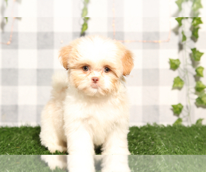 Shih Tzu Puppy for sale in MARIETTA, GA, USA