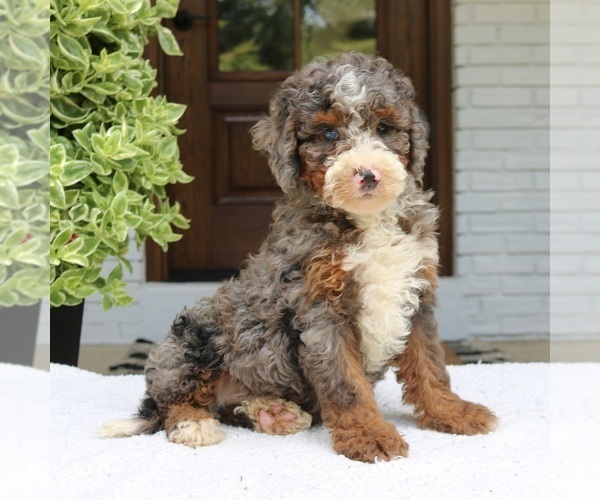 Medium Photo #2 Bernedoodle (Miniature) Puppy For Sale in NARVON, PA, USA