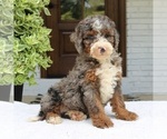 Small #1 Bernedoodle (Miniature)