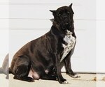 Small Photo #4 Cane Corso Puppy For Sale in MADISON HEIGHTS, MI, USA