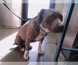 Mutt Dogs for adoption in Tulsa, OK, USA