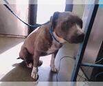Small Mutt