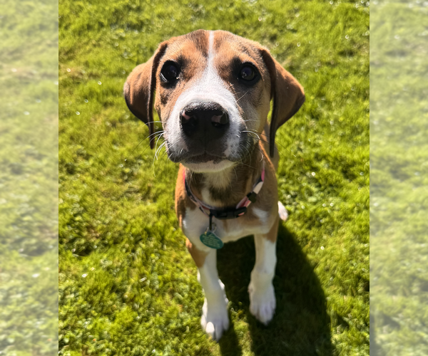 Medium Photo #1 Mutt Puppy For Sale in Bellevue, WA, USA