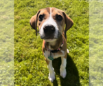 Boomer - Male Mutt Dog for Adoption - Small photo