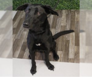 German Shepherd Dog-Retriever  Mix Dogs for adoption in Newfoundland, PA, USA