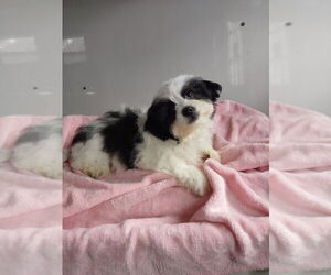 Zuchon Puppy for sale in MOUNT PLEASANT, MI, USA