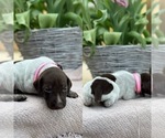 Small Photo #2 German Shorthaired Pointer Puppy For Sale in CANDOR, NC, USA