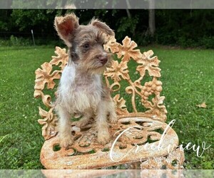 Schnauzer (Miniature) Puppy for sale in NIANGUA, MO, USA