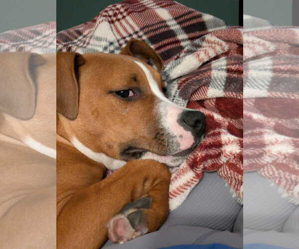 Medium Photo #3 Mutt Puppy For Sale in Waterloo, IA, USA