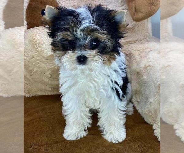 Medium Photo #3 Yorkshire Terrier Puppy For Sale in PEMBROKE PINES, FL, USA