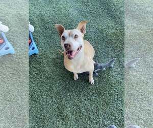 Missy - Female American Staffordshire Terrier-Unknown Mix Dog for Adoption - Photo #5